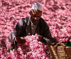 Valle de las Rosas: donde las rosas pintan el paisaje de ensueño, un mar de flores y aromas en el corazón de Marruecos