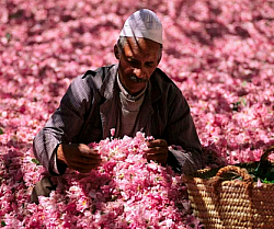 En el corazón del sur de Marruecos, el Valle de las Rosas combina paisajes, pequeños pueblos y una tradición ligada al cultivo de esta flor que ha pasado de generación en generación.